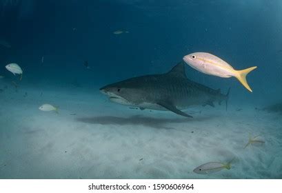 Tiger Sharks Tiger Beach Bahamas Stock Photo 1590606964 | Shutterstock