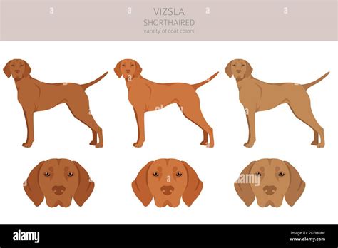 Vizsla shorthaired clipart. Different poses, coat colors set. Vector illustration Stock Vector ...