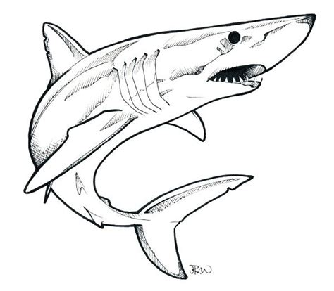 mako shark - Google Search | Shark drawing, Great white shark drawing, Shark art