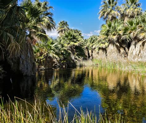 Explore an Oasis in a Desert in Palm Springs - BoomerVoice