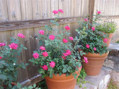 Roses in pots | Container flowers, Growing roses, Garden containers