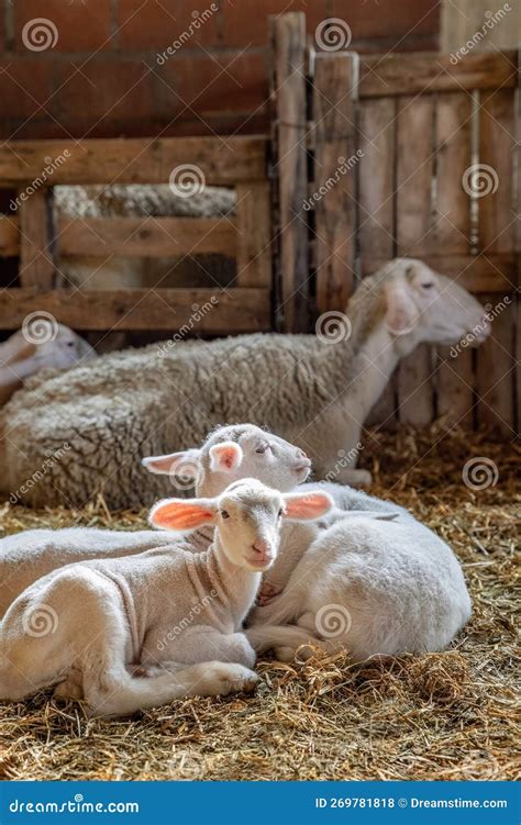 Sheep or Lamb Family Organic Farming and Lambing Milk Industry Stock ...