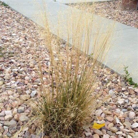 Nezpar Indian Ricegrass - Great Basin Seeds