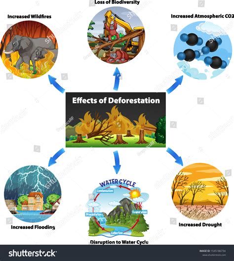 Chart Showing Effects Deforestation Illustration Stock Vector (Royalty ...