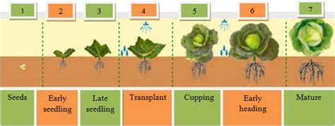 Spinach Growing Stages