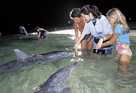 Tangalooma Dolphin Feeding Day Tour with lunch & transfers from ...