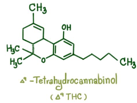 What Is Delta 9 THC? | Cannabutter Digest