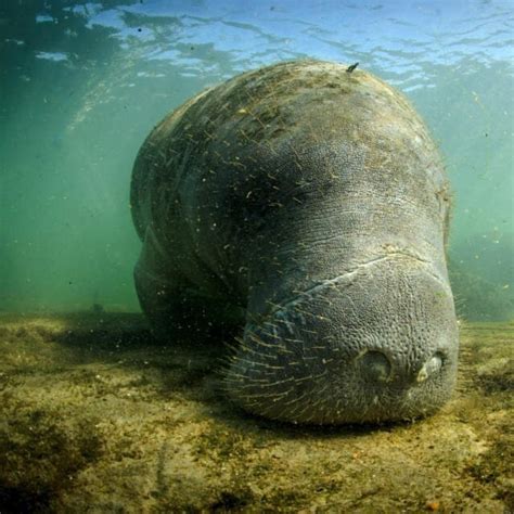 Manatee Eating Plants