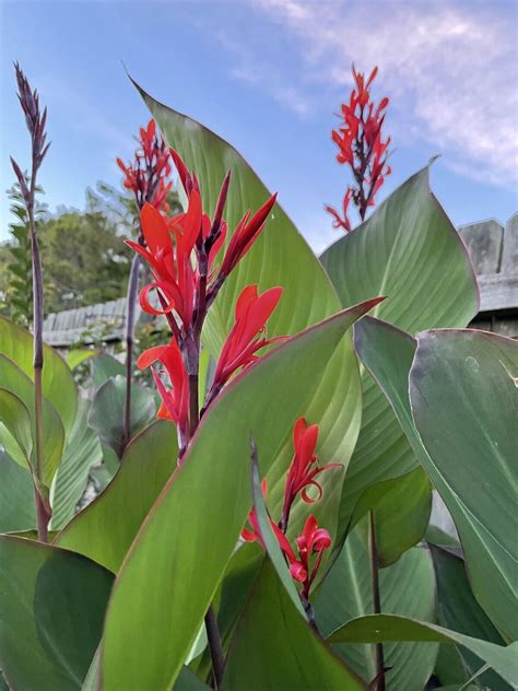 red canna lily bulbs | eBay