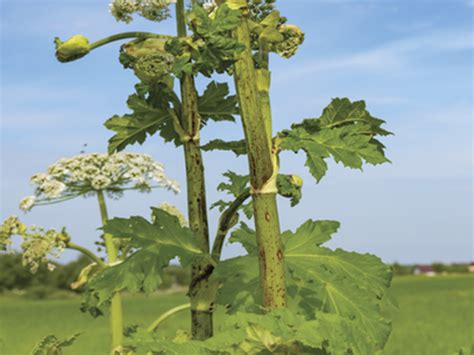 Giant hogweed: What to know about invasive plant that blinds and burns | Windsor Star