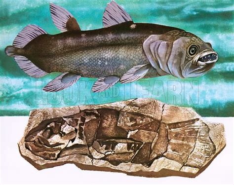 Coelacanth and its fossil stock image | Look and Learn