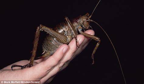 Weta insect: Heaviest in the world weighs 3 times more than a mouse ...