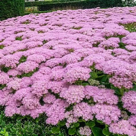 Buy Brilliant Sedum | Breck's