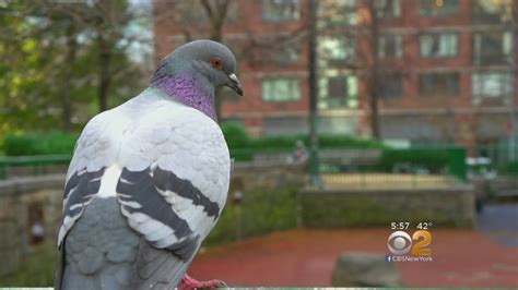 Photographer Highlights The Beauty Of NYC Pigeons - YouTube