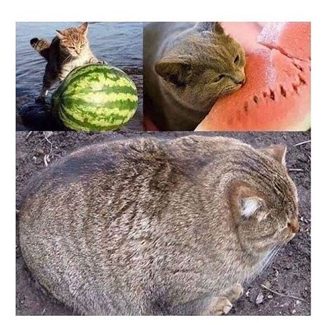 Insert Chonk Seems Make Sure You #dailymemes #cursedcats #dankmemes # ...