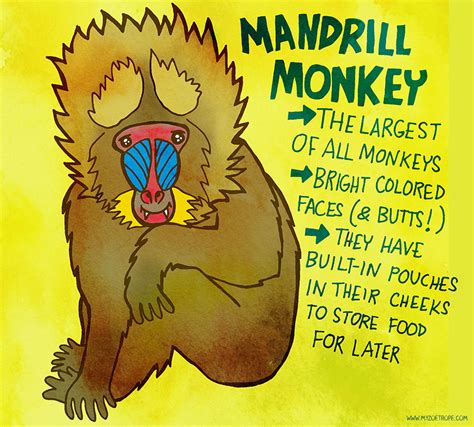 My Zoetrope: 163: Mandrill Monkey