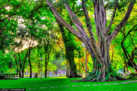 Banyan Tree in Lumpini Park Bangkok Thailand