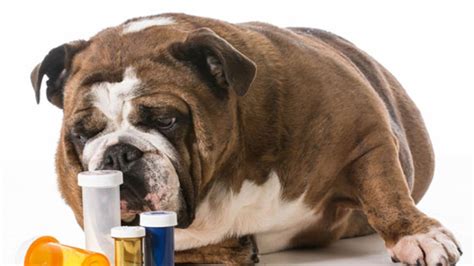 Don't Make These Pet Medicine Mistakes | PetMD