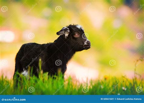 Baby Goat stock image. Image of baby, goat, small, curious - 60661601