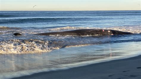 Dead whale washed up in Pacific Beach | ktvb.com