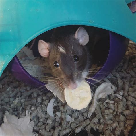 Rat eating banana treat : RATS