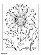 Free Printable Sunflower Coloring Page · InkPx sketch template