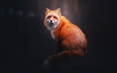 Fox Digital Art 4k Wallpaper,HD Animals Wallpapers,4k Wallpapers,Images,Backgrounds,Photos and ...