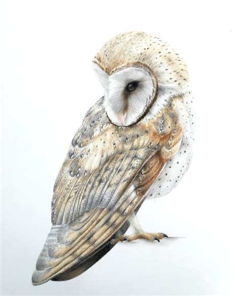 Top 95+ Pictures Pictures Of Owls To Draw Stunning