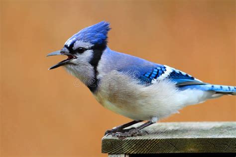 Blue Jay Calling stock image. Image of animal, feathers - 18821435