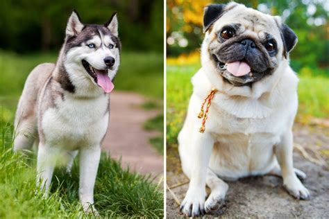 Husky Pug Mix: Meet The Quirky Cross