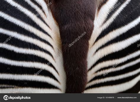 Okapi Tail Close Detail Stock Photo by ©EBFoto 181499976