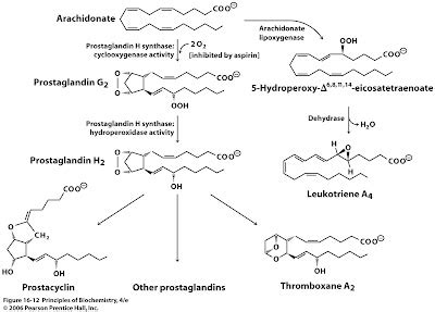 Sandwalk: Prostaglandin Synthesis