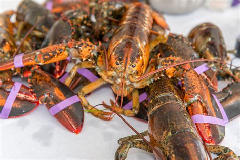 Anatomy of A Maine Lobster - Maine Lobster Festival