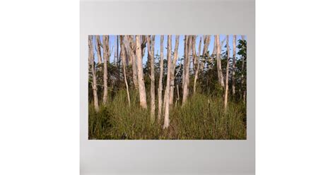 Melaleuca Trees in the Everglades Poster | Zazzle