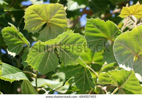 922 American Sycamore Leaf Images, Stock Photos & Vectors | Shutterstock