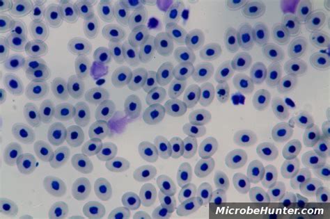 Blood cells of a Frog and of a Human – Microbehunter Microscopy