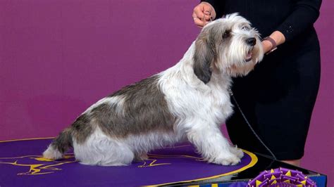 Westminster dog show winner's owner reacts to making history as 1st in ...