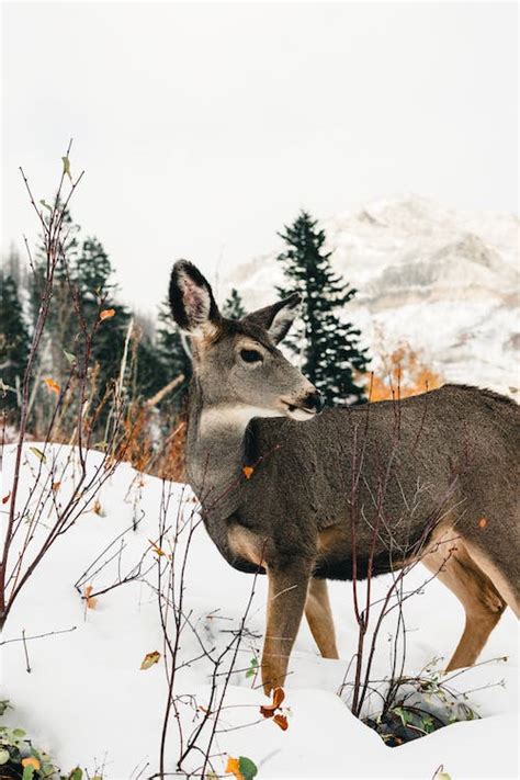 Waterton Lakes National Park · Free Stock Photo