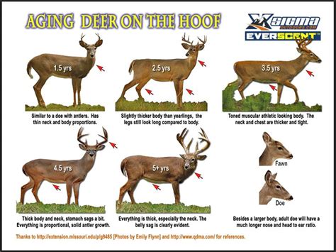 Updates to our almost famous aging deer on the hoof poster. Looks a lot cleaner this year! | Bow ...