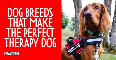 Dog Breeds That Make The Perfect Therapy Dog | Sit Means Sit Toledo