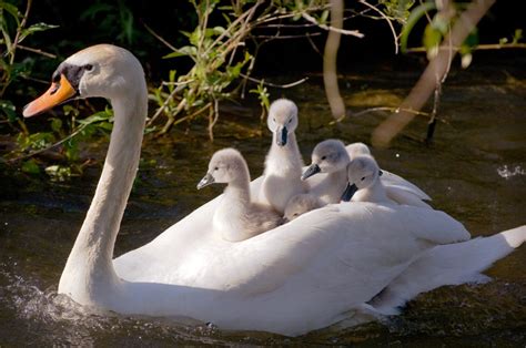 Swan And Baby Swan - Pets