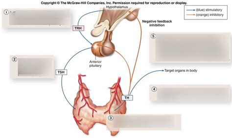 Diagram of Thyroid Hormone Feedback Loop | Quizlet