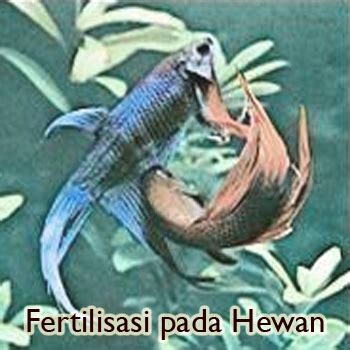 Proses Fertilisasi pada Hewan Dan Jenis-Jenisnya