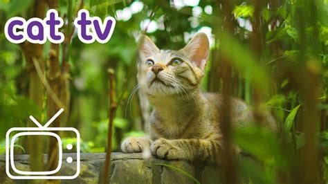 Cat TV: Birds Galore - Videos for Cats to Watch - YouTube