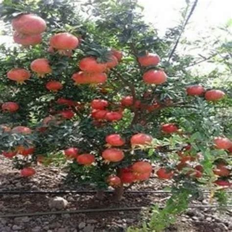 SUPER BHAGWA POMEGRANATE TISSUE CULTURE PLANT, For Fruits at Rs 45/piece in Anand