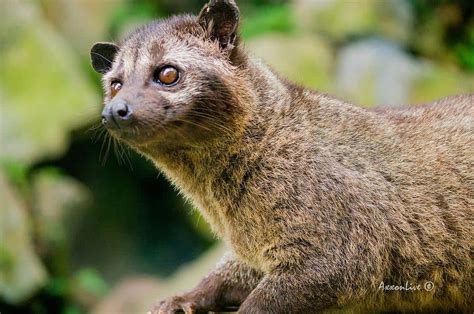 Weasel vs Mongoose: What Are 8 Key Differences? - W3schools