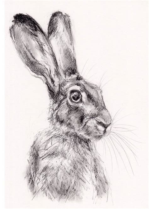 Graphite Study of a Hare Drawing by Belinda Elliott | Saatchi Art