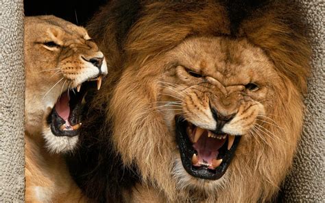 Roaring Lions HD desktop wallpaper : Widescreen : High Definition : Fullscreen