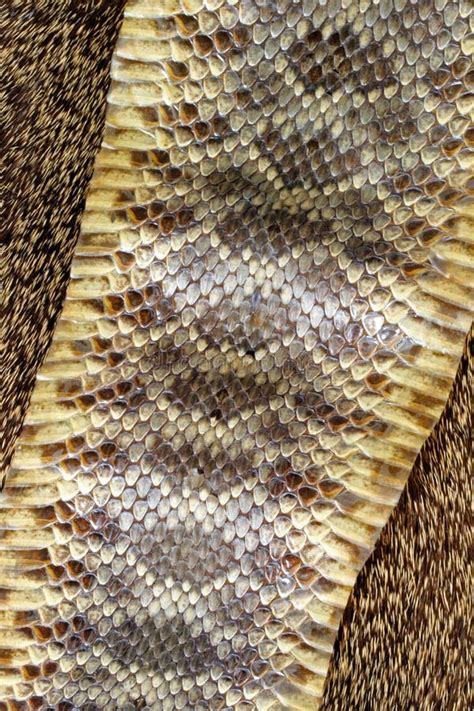 Snake Skin stock image. Image of reptile, desert, shedded - 5206741