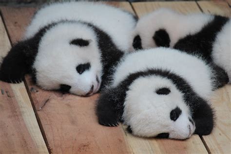 Baby Giant Pandas with their tums full after a good feed and sleeping ...